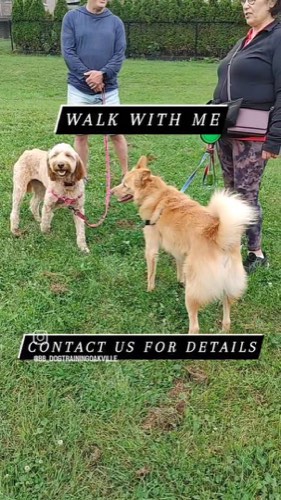 Best Behaviour Dog Training Services — dog training in Oakville (photo 2)