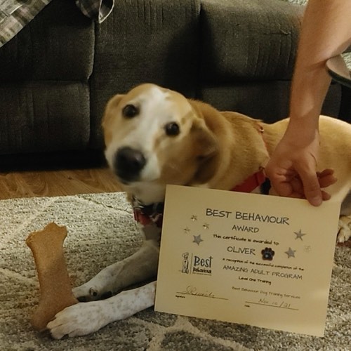Best Behaviour Dog Training Services — dog training in Oakville (photo 3)