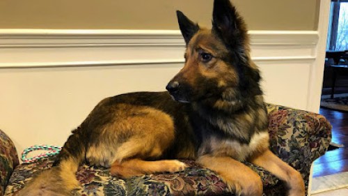 Best Behaviour Dog Training Services — dog training in Oakville