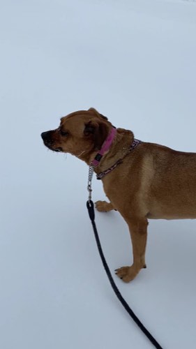 Pawz 'N Play Pet Sitters — dog walking & pet sitting in Burlington (photo 2)