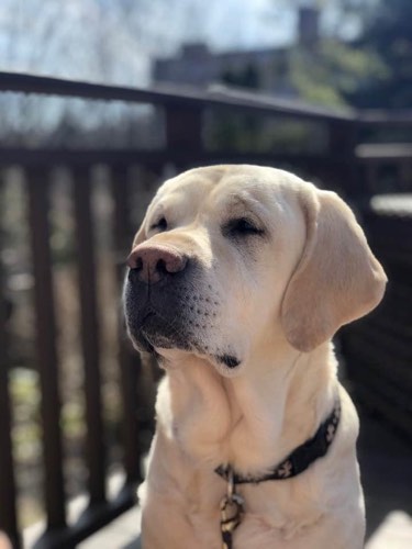 Pawz 'N Play Pet Sitters — dog walking & pet sitting in Burlington (photo 3)