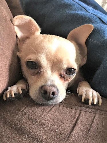 Len's Home & Pet Care — dog walking & pet sitting in Burlington