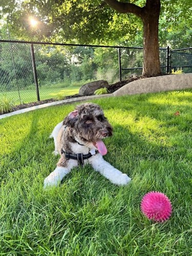 Waggin' Tails — dog walking & pet sitting in Burlington