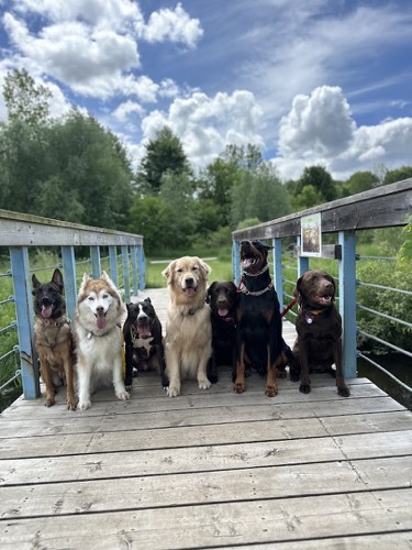 Morgan in Motion — dog walking & pet sitting in Burlington (photo 2)