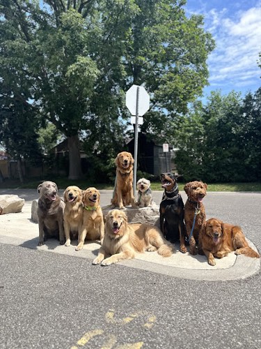 Morgan in Motion — dog walking & pet sitting in Burlington