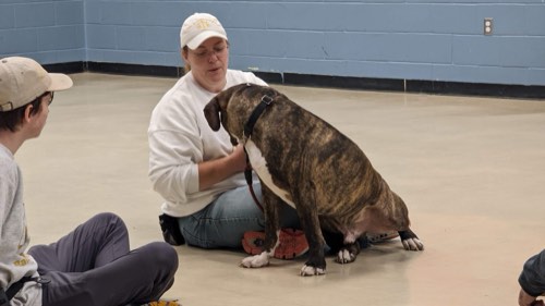 Balanced K9 — dog training in Georgetown (photo 2)