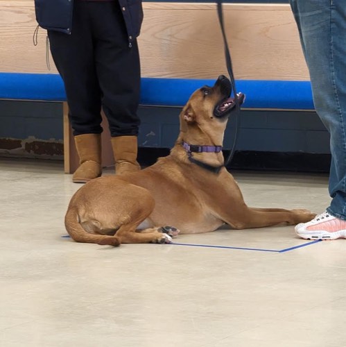Balanced K9 — dog training in Georgetown (photo 3)