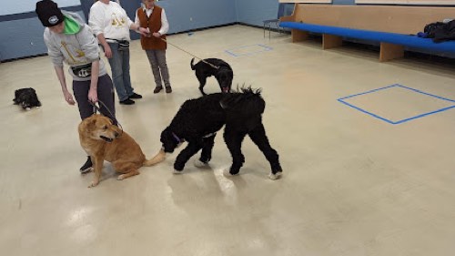 Balanced K9 — dog training in Georgetown