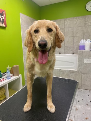 Pet Purfect — pet grooming in Burlington (photo 3)