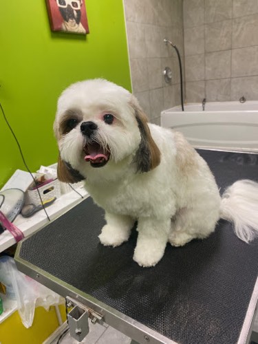 Pet Purfect — pet grooming in Burlington