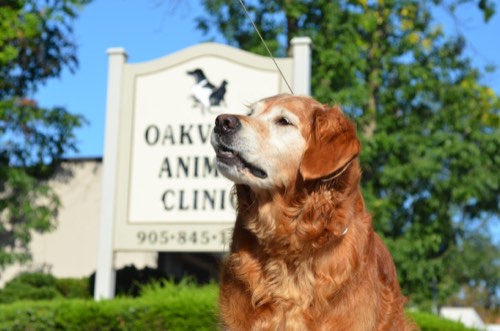 Oakville Animal Clinic — veterinary care in Oakville (photo 2)