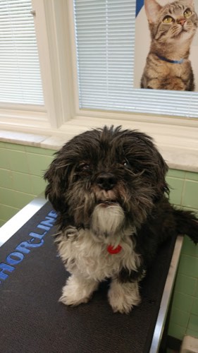 Oakville Animal Clinic — veterinary care in Oakville