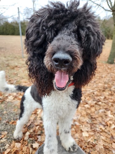 Droopsdawgs — dog walking & pet sitting in Halton Hills