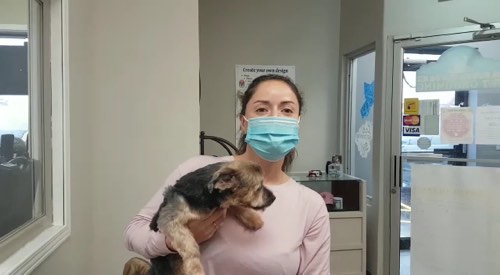 Amazing Pet Grooming — pet grooming in Milton (photo 2)