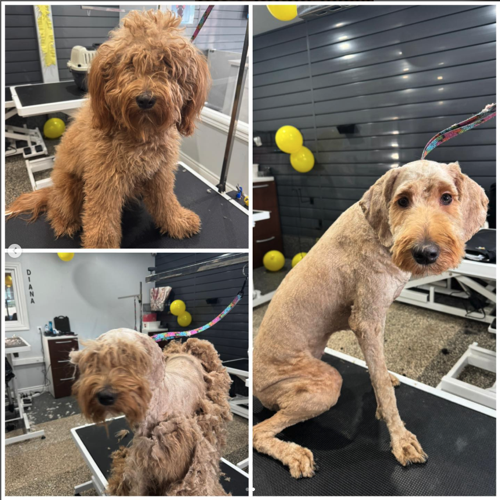 Amazing Pet Grooming — pet grooming in Milton (photo 3)