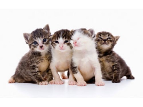 Robinson Pet Hospital — veterinary care in Milton (photo 2)