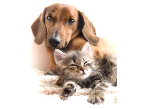 Robinson Pet Hospital — veterinary care in Milton (photo 3)
