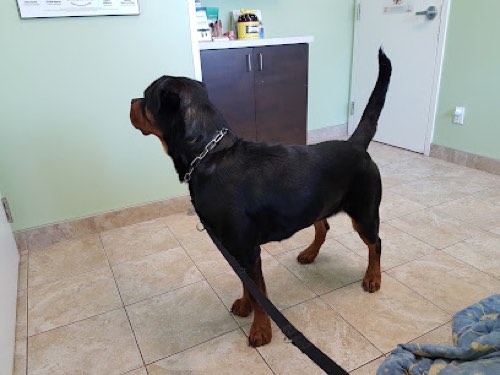 East Plains Animal Hospital — veterinary care in Burlington