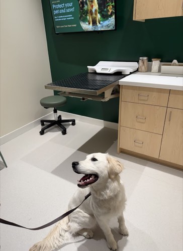 Juno Veterinary Burlington — veterinary care in Burlington (photo 2)