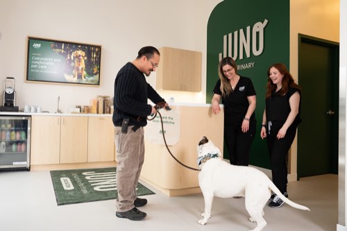 Juno Veterinary Burlington — veterinary care in Burlington (photo 3)