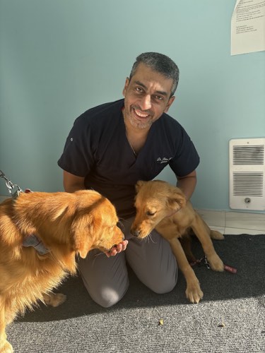 St. George Animal Hospital — veterinary care in Burlington (photo 2)