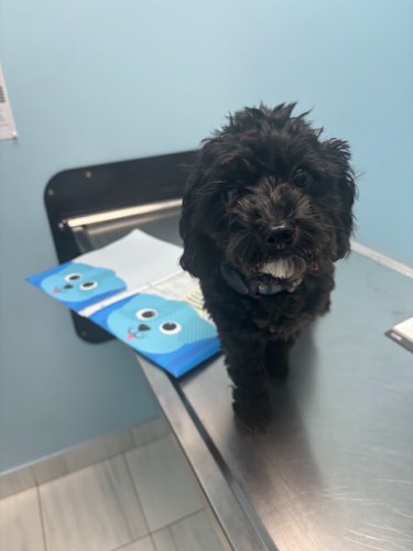 St. George Animal Hospital — veterinary care in Burlington (photo 3)