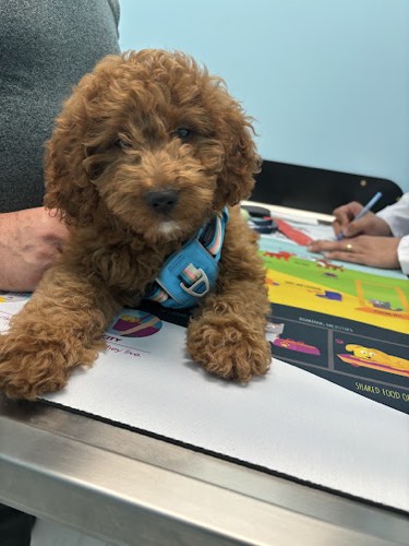 St. George Animal Hospital — veterinary care in Burlington