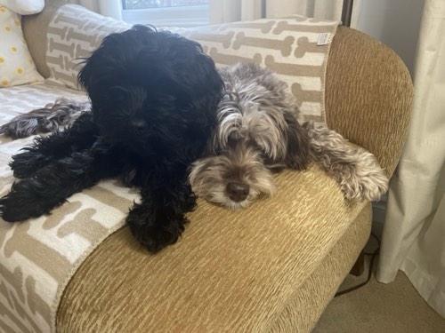 Halton Hills Labradoodles — dog training in Burlington (photo 2)