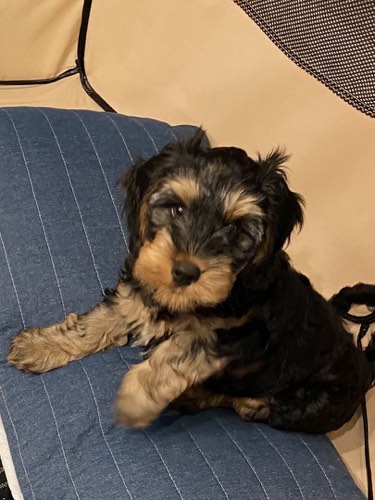 Halton Hills Labradoodles — dog training in Burlington (photo 3)