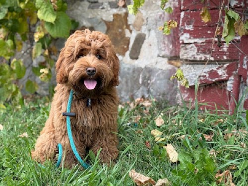 Halton Hills Labradoodles — dog training in Burlington