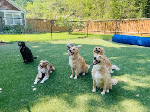 Good Sniff Inn — pet daycare & boarding in Burlington