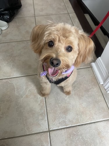 Spaws Professional Dog Grooming — pet grooming in Milton (photo 3)