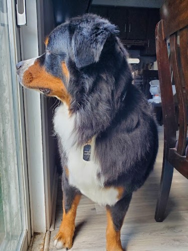 Spaws Professional Dog Grooming — pet grooming in Milton