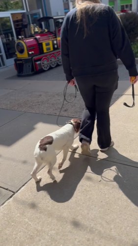 STYLE K9 DOG TRAINING — dog training in Halton Hills (photo 2)