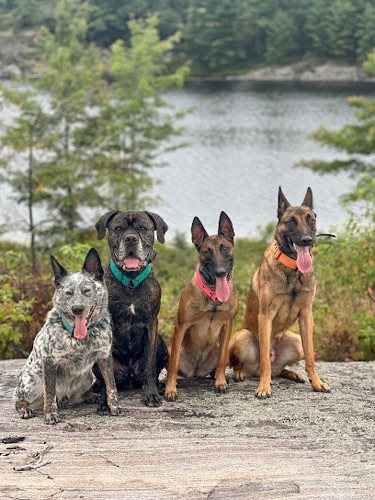 STYLE K9 DOG TRAINING — dog training in Halton Hills