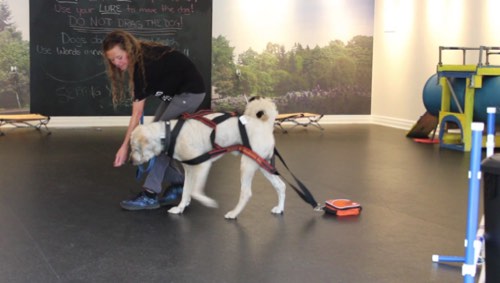 Sit Happens Dog Training — dog training in Georgetown (photo 2)