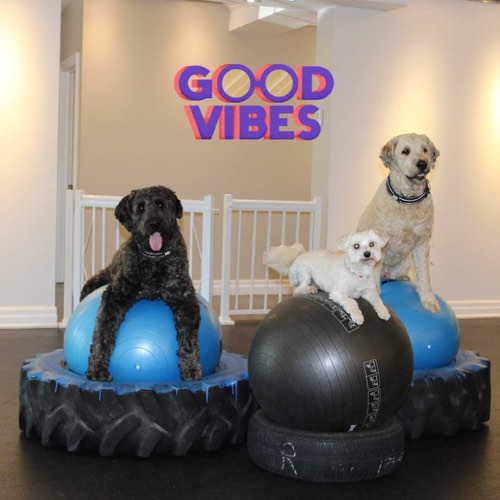 Sit Happens Dog Training — dog training in Georgetown (photo 3)