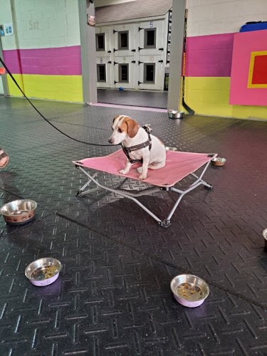 Sit Happens Dog Training — dog training in Georgetown