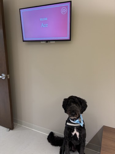 Novel Vet — veterinary care in Burlington (photo 3)