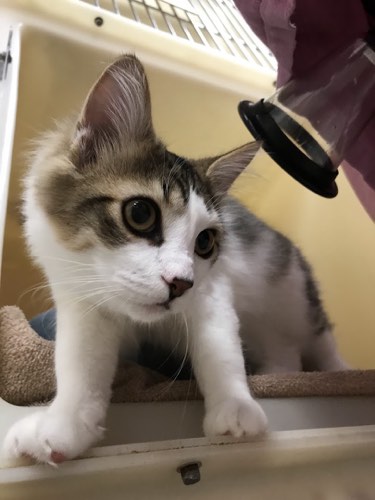Mountainside Animal Clinic — veterinary care in Burlington (photo 3)