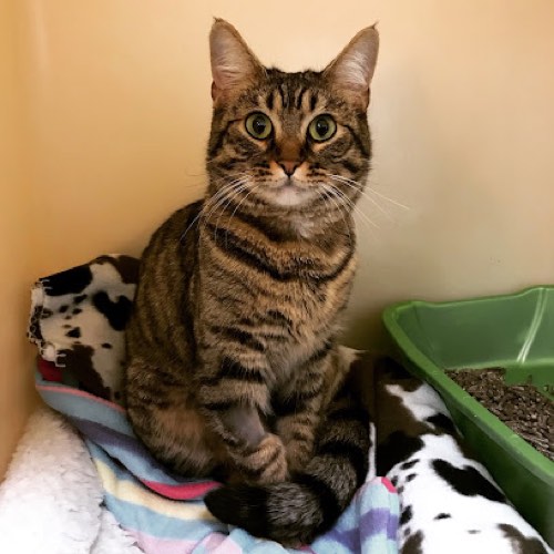 Mountainside Animal Clinic — veterinary care in Burlington