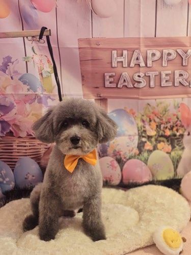 Petz Kingdom Oakville — pet grooming in Oakville (photo 2)