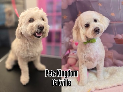 Petz Kingdom Oakville — pet grooming in Oakville (photo 3)