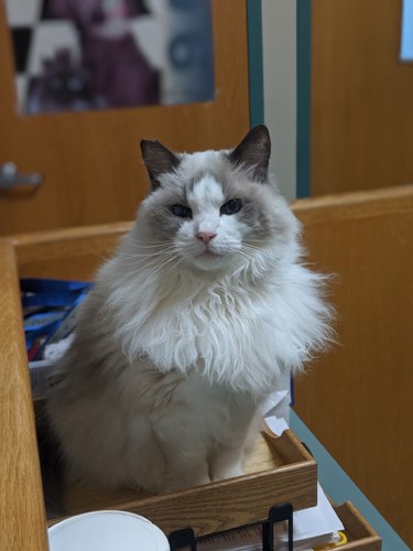 The Maples Animal Hospital — veterinary care in Burlington (photo 2)