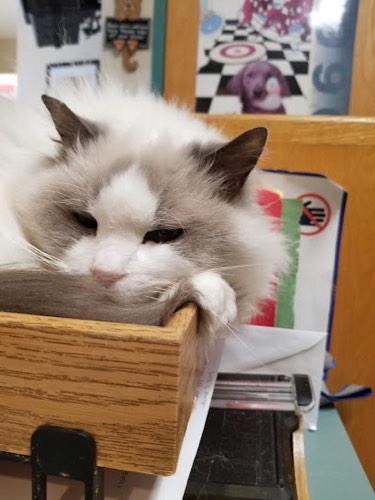 The Maples Animal Hospital — veterinary care in Burlington