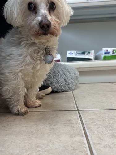 Upper Middle Road Animal Hospital — veterinary care in Burlington (photo 2)