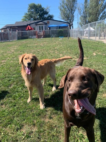 Bronte Pet Resort — pet daycare & boarding in Oakville (photo 2)