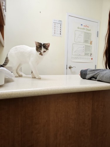 James Snow Animal Hospital — veterinary care in Milton (photo 2)