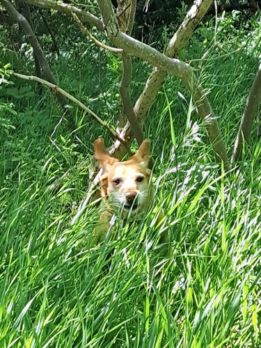 The Pooched Pooch — dog walking & pet sitting in Burlington (photo 2)