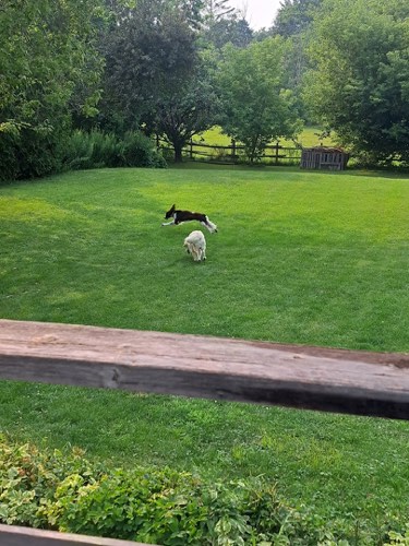 The Pooched Pooch — dog walking & pet sitting in Burlington (photo 3)